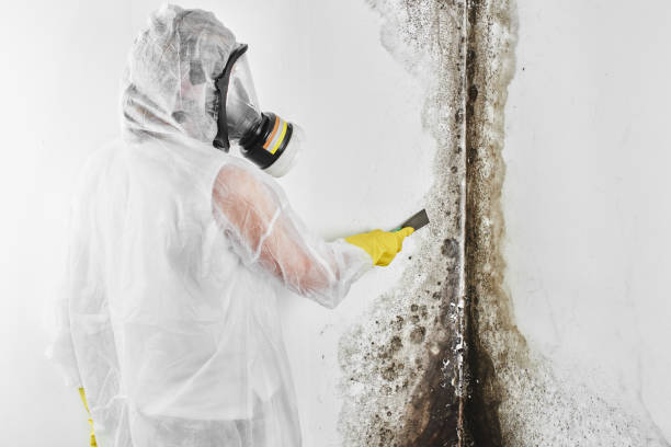 Home Mold Removal in Lancaster, SC