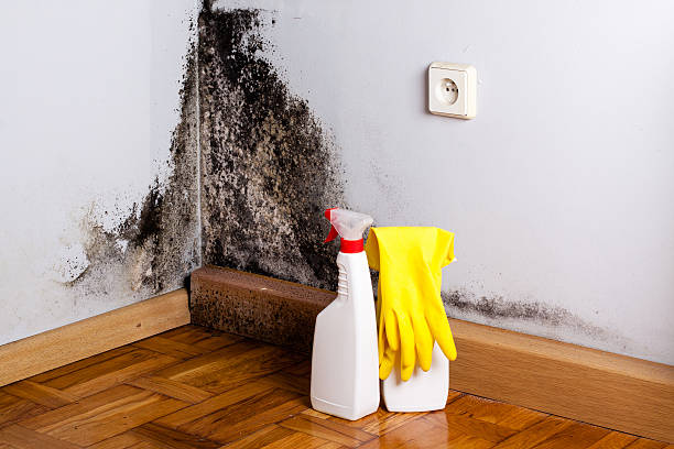 Lancaster, SC Mold Removal Company